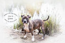 Saving homeless pets across america. Dog For Adoption Goose A Pit Bull Terrier Boxer Mix In Shelton Wa Petfinder