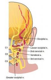Pin On Concussions Migraines