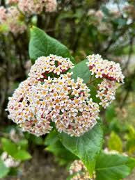 Image result for Rogiera amoena