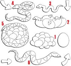 Check spelling or type a new query. Ciclo De Vida De La Serpiente La Cadena Alimenticia
