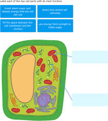 Check spelling or type a new query. Ixl Plant Cell Diagrams Label Parts 4th Grade Science