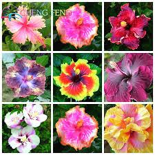 Perennials are plants that live longer than two years and flower each year after reaching maturity. On Sale 100pcs Hibiscus Bonsai 24kinds Mix Color Beautiful Rosa Sinensis Flower Bonsai Perennial Flower Tree Potted Garden Plan Buy At The Price Of 1 29 In Aliexpress Com Imall Com