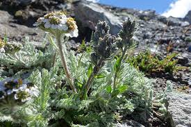 I gessetti fiore non hanno profumazione. Zainoinspalla La Natura In Montagna Fiori