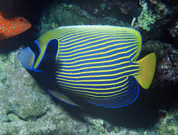 Exotic saltwater fish for aquarium. 7 Most Exotic Species For Your Saltwater Aquarium