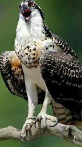 Birds Of Middle Tennessee Genuine True Secret Service Guards Birds Of Prey Pet Birds Animals