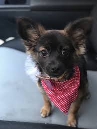 Last update jul 18th 2021; All About Puppies 15729 Imperial Hwy La Mirada Ca Pet Shops Mapquest