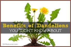 My preferred way of adding vanilla to dandelion flower tea, or any flower herbal infusion for that matter, is to finely chop the vanilla and then add it to your dried dandelion flowers. Dandelion Benefits Greens Roots And Dandelion Tea