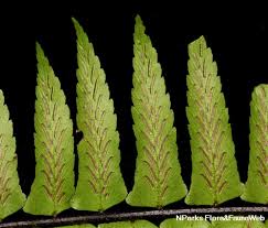 Image result for Asplenium simii