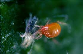Image result for spotted spider mite