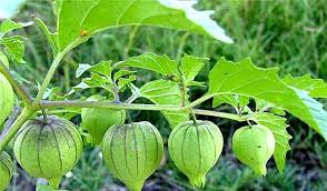 Cair daun ciplukan ke dalam akuades hingga 25 ml. Menyulap Daun Ciplukan Jadi Salep Luka Bakar Tokoh Inspiratif