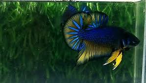 I love how fun and whimsical this is! Betta World Home Facebook