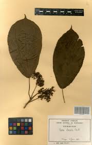 Image result for Scepocarpus