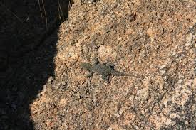 Image result for Leucosphaera bainesii