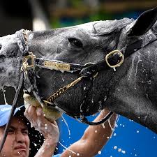Winning any of the triple crown races is an incredible accomplishment, but there is something special about finishing first at the kentucky derby. Hveuy Afbg2hsm