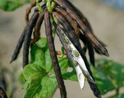 Image result for Vigna comosa