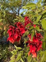 Image result for Erythrina crista-galli