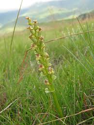 Image result for Disperis