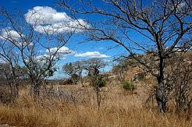 Image result for Syzygium komatiense