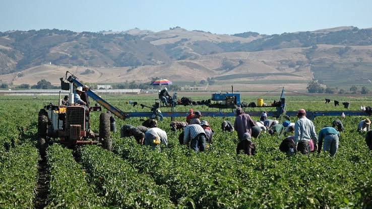 Trabajadores en campo