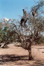 صور عنز فوق الشجرة outdoor