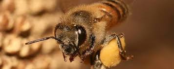 Visit our website to request a free consultation. Wb Pest Control Ants And Bees Las Vegas Nv