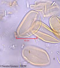 Image result for Antherotoma tenuis