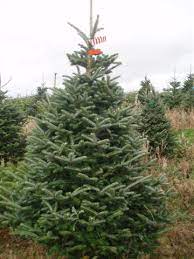 Fraser tree care mekanında fotoğrafları, tavsiyeleri, benzeri mekanları, kampanyaları ve daha fazlasını fraser tree care. Real Fraser Fir Christmas Trees Freshly Cut Christmas Trees