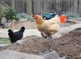 If you let your chickens have free run of the garden, as many people do, it might be time to put them in their coop for a while. 4 Secrets To Keep Free Range Chickens From Destroying Your Garden Off The Grid News
