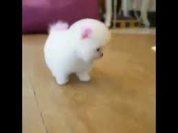 The smallest white dog breed is the maltese dog. Cute Little White Dog Youtube