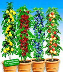 Baldur Garten Saulen Obst Kollektion Birne Kirsche Pflaume Apfel 4 Pflanzen Pflanzen Pflanzen Kaufen Pflaumenbaum