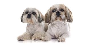 One of the main objectives of breeding dogs is to maintain pure bloodlines and ensure the breed's good health. Shih Tzu Price Everything You Need To Know About The Precious Pup