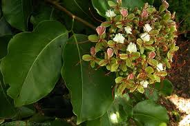 Image result for Intsia