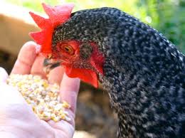 On peut notamment l'utiliser en gargarisme, en cas de maux de gorge, à raison de 4. Des Poules En Bonne Sante Remedes Et Solutions Naturelles