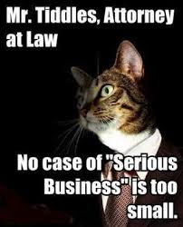 See more ideas about humor, lawyer jokes, legal humor. Lawyer Cat Memes
