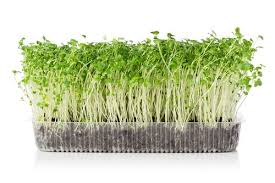 If your proposed alfalfa site is infested with any of these weeds, you should either consider managing these weeds before you plant or choose a different site. How To Grow Alfalfa Microgreens Indoors Microgreens Microgreens Growing Indoor Microgreens Growing