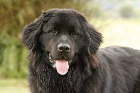 Find what you need at booking.com, the biggest travel site in the world. Neufundlander Hunderasse N Charakter Wesen Bilder