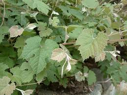 Image result for Vitis
