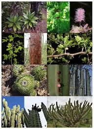Get directions, reviews and information for 76 in moreno valley, ca. Sustainability Free Full Text Traditional Agroforestry Systems And Conservation Of Native Plant Diversity Of Seasonally Dry Tropical Forests Html