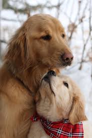 Resimlerin Dili Golden Retriever Kopek Turleri Sevimli Kopek Yavrulari