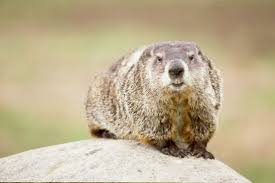 Groundhog Amur Leopard Animals Beautiful Animal Pictures