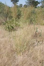 Image result for Aristida meridionalis