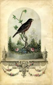 Bird Vivarium For Godey S Lady S Book By W E Tucker 1800 S Vintage Birds Bird Art Art