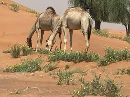 Where can i buy it? Healing With Camel Milk Natural Health With The Camel Milk