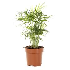 See more ideas about plants, cat friendly plants, cat friendly. Buy Cat Friendly Plant Box 6 Plants Plantler
