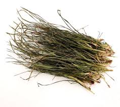 Image result for Eleusine