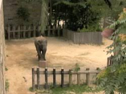 Kenderaan tersebut mengalami masalah pada bahagian ekzos; Gajah Wikipedia Bahasa Indonesia Ensiklopedia Bebas