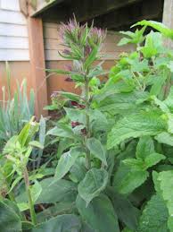 Image result for Lobelia fervens