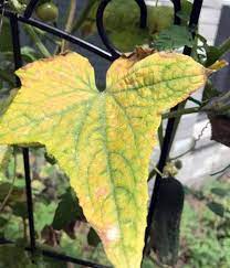A sickly plant in need of attention. Neil What Is Wrong With My Tomato And Cucumber Plants Their Leaves Are Turning Yellow Then Cucumber Plant Plant Leaves Turning Plant Leaves Turning Yellow