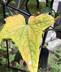 A pale or yellow color is a sign of lacking of nitrogen in cucumber leaves. Neil What Is Wrong With My Tomato And Cucumber Plants Their Leaves Are Turning Yellow Then Cucumber Plant Plant Leaves Turning Plant Leaves Turning Yellow