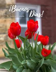 Buenos Dias Trazosenelcorazon Flores Tulipanes Flores Bonitas Flores Exoticas